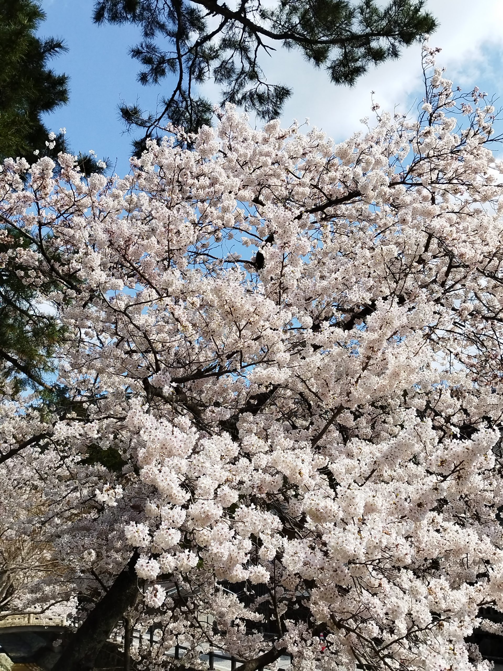 桜