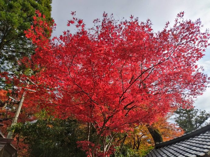 出雲大社