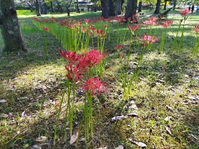 彼岸花