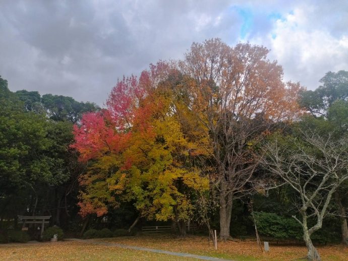 紅葉